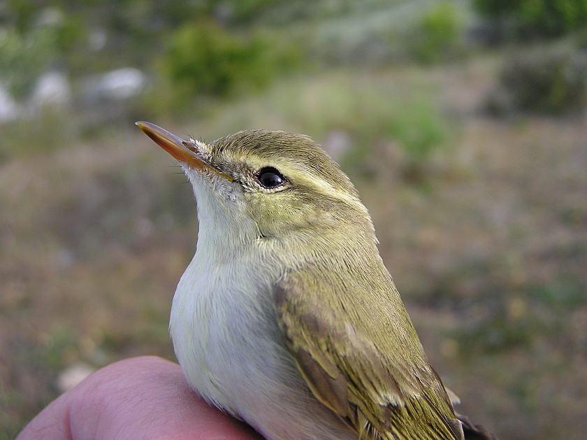 Greenish Warbler, Sundre 20110605